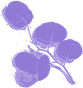 fiore_newsletter foliage
